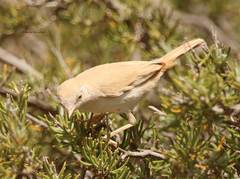 Curruca deserti
