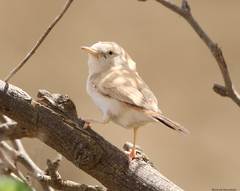 Curruca deserti