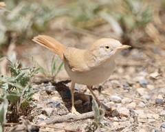 Curruca deserti