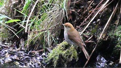 Catharus occidentalis