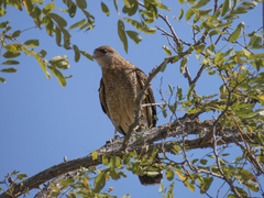 Daptrius chimango chimango