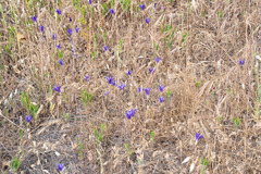 Brodiaea terrestris kernensis