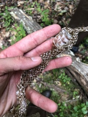 Coluber constrictor