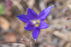Brodiaea terrestris kernensis
