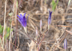 Brodiaea terrestris kernensis