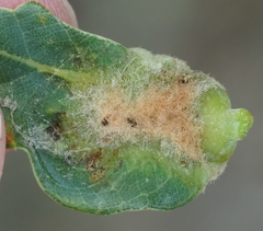 Neuroterus quercicola