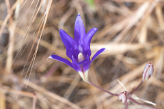 Brodiaea terrestris kernensis