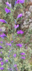 Echium tuberculatum