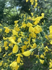 Cytisus scoparius