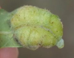 Neuroterus quercicola