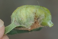 Neuroterus quercicola