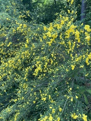 Cytisus scoparius