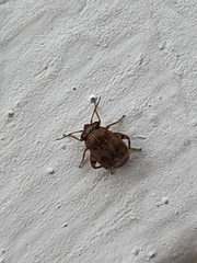 Coridromius chenopoderis