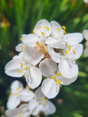 Libertia chilensis