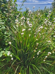 Libertia chilensis