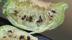 Neuroterus quercicola