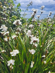 Libertia chilensis