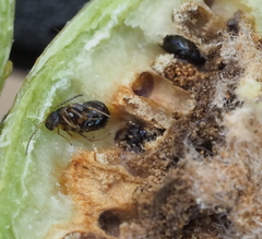 Neuroterus quercicola