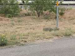Asclepias brachystephana
