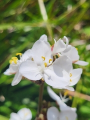 Libertia chilensis