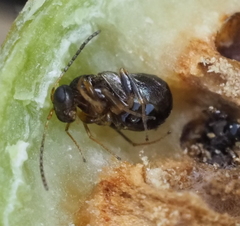 Neuroterus quercicola