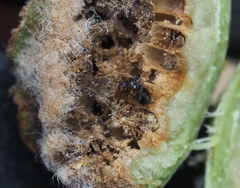 Neuroterus quercicola