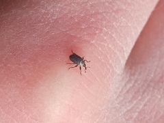 Gymnetron terminassianae