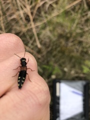 Staphylinus erythropterus