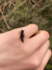 Staphylinus erythropterus