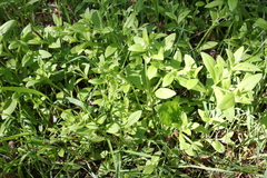 Myosotis sparsiflora