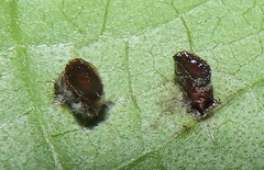 Calycomyza eupatorivora