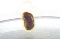 Calycomyza eupatorivora