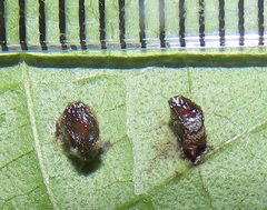 Calycomyza eupatorivora