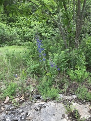 Delphinium treleasei