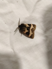 Watsonarctia deserta