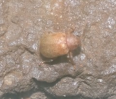 Demotina modesta