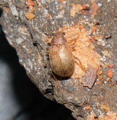 Demotina modesta