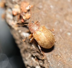 Demotina modesta