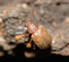 Demotina modesta
