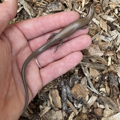 Plestiodon tetragrammus