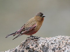 Leucosticte australis