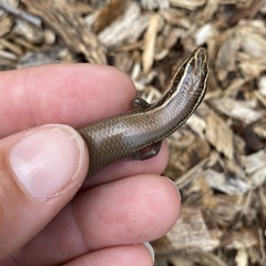 Plestiodon tetragrammus