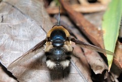 Bombylius varius