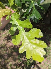 Neuroterus quercusverrucarum