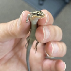 Plestiodon tetragrammus