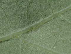 Neuroterus quercusverrucarum