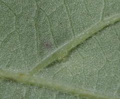 Neuroterus quercusverrucarum