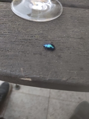 Chrysolina coerulans