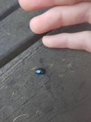 Chrysolina coerulans