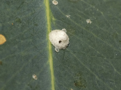 Psyllaephagus bliteus